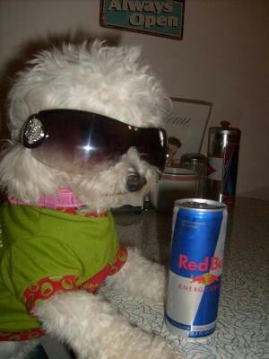 cool dog drinking redbull
