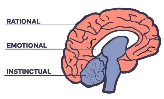 triune brain; rational, emotional, instinctual